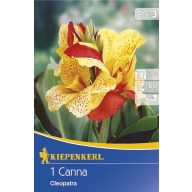 Cvetna čebulica Canna Cleopatra rdeče-rumena 1 kos