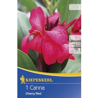 Cvetna čebulica Canna Cherry Red cherry red 1 kos