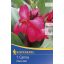 Cvetna čebulica Canna Cherry Red cherry red 1 kos