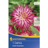 Cvetlična čebulica Dahlia Dutch Explosion 1 kos