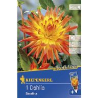 Čebulice Dahlia Sarafina 1 kos