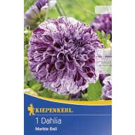 Žarnica Dahlia Marmorni boll 1 kos