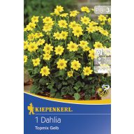 Cvetna čebulica Dahlia Topmix rumena 1 kos