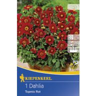 Čebulice Dahlia Topmix rdeča 1 kos