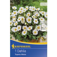 Cvetna čebulica Dahlia Topmix bela 1 kos