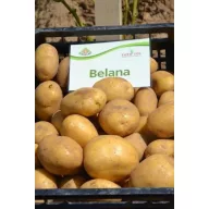 Krompirjev semenski gomolj "Belana" 50 kosov