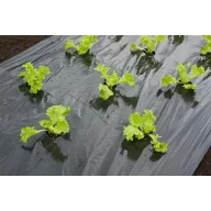  Ovijalna folija za solato črna 20 mikronov premera 45x60mm z luknjami za sajenje -0,95x5m