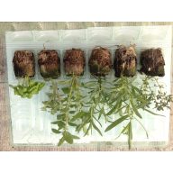 Grill-mix 6-pack skrilavca