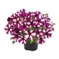 Mešanica petundij za balkonski zaboj 6 sadik