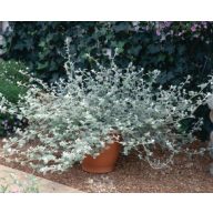 Bakopa jagodna mešanica 6 sadik