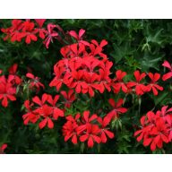   Mešanica muškatnega oreščka in repelenta proti komarjem za tekače 6 paketov sadik