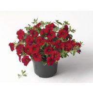 Petunia runner mix 6 sadik