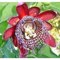 Velikanska pasijonka (Passiflora quadrangularis) 5 semen