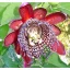 Velikanska pasijonka (Passiflora quadrangularis) 5 semen