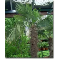 Kitajska konopljina palma (Trachycarpus fortunei) 5 semen