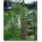 Kitajska konopljina palma (Trachycarpus fortunei) 5 semen
