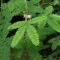 Mimosa pudica (Mimosa pudica) 5 semen