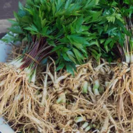 Pravi ginseng (Panax ginseng) 5 semen