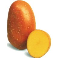 Krompirjev semenski gomolj "Laura" 5 kg