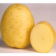 Semenski gomolji krompirja "Marabel" 5 kg