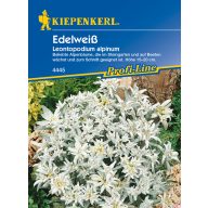 Iglasti topol Kiepenkerl 30 kosov