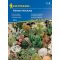 Kaktusi - mešanica priljubljenih sort Kiepenkerl 20 kosov