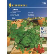Koriander list Caribe Kiepenkerl približno 250 semen