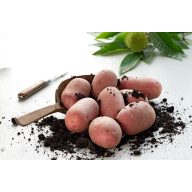 Semenski gomolji krompirja "Ramona" 50 kosov