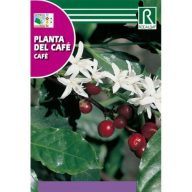 Arabica kavni grm (Planta del cafe) 4 semena Rocalba