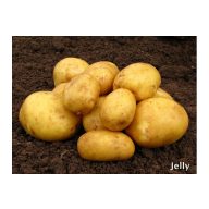 Semenski gomolji krompirja "Corinna" 50 kosov