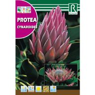 Sladkorni trs Cynaroides (Protea Cynaroides) 6g Rocalba