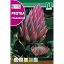 Sladkorni trs Cynaroides (Protea Cynaroides) 6g Rocalba
