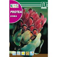 Sladkorni grm Eximia (Protea Eximia) 6g Rocalba