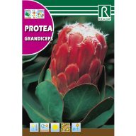 Sladkorni grm Grandiceps (Protea grandiceps) 6 zrn Rocalba