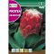 Sladkorni grm Grandiceps (Protea grandiceps) 6 zrn Rocalba