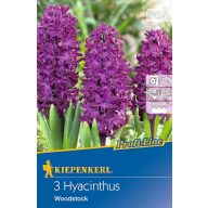 Cvetlične čebulice Jasmine Woodstock 3 kos Kiepenkerl