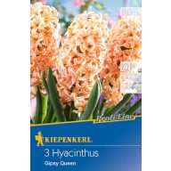 Cvetlične čebulice Jasmine Gipsy Queen 3 kos Kiepenkerl