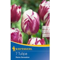 Žarnica Tulip Triumph Rems Sensation 7pcs