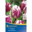 Žarnica Tulip Triumph Rems Sensation 7pcs