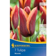 Žarnica Tulipan Triumph Muvota 7 čebulic Kiepenkerl