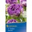 Žarnica Tulipan Blue Wow 5 kosov