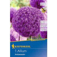 Cvetoče čebulice Okrasna čebula Ambasador 1 pc Kiepenkerl