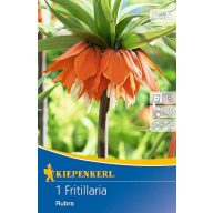 Cvetna čebulica Emperor's Crown Rubra 1 kos Kiepenkerl