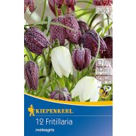 Čebulice kockaste lilije 12 kosov Kiepenkerl