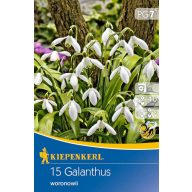   Cvetna čebulica Snežna kapica woronowii 15 kosov Kiepenkerl