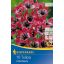 Cvetna čebulica Tulipan Little Beauty 10 kosov Kiepenkerl
