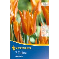 Cvetlična čebulica Tulip Ballerina 7 kosov Kiepenkerl