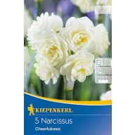 Žarnica Narcisa Veselje 5 kosov