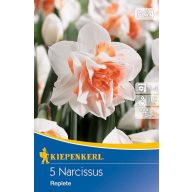 Čebulice narcisov Popolna 5 kosov