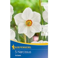 Čebulice Narcissus Actaea 5 kosov